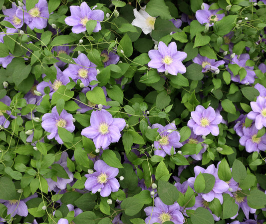 Clematis Cezanne