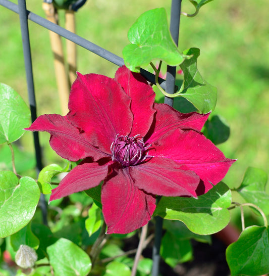 Clematis Nubia