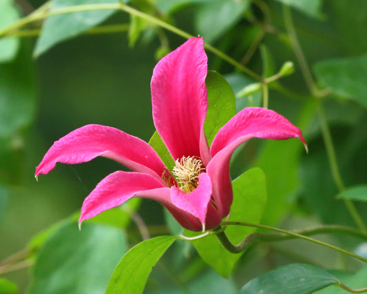 Clematis Princess Diana