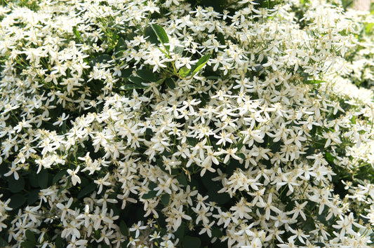 Clematis Terniflora Sweet Autumn