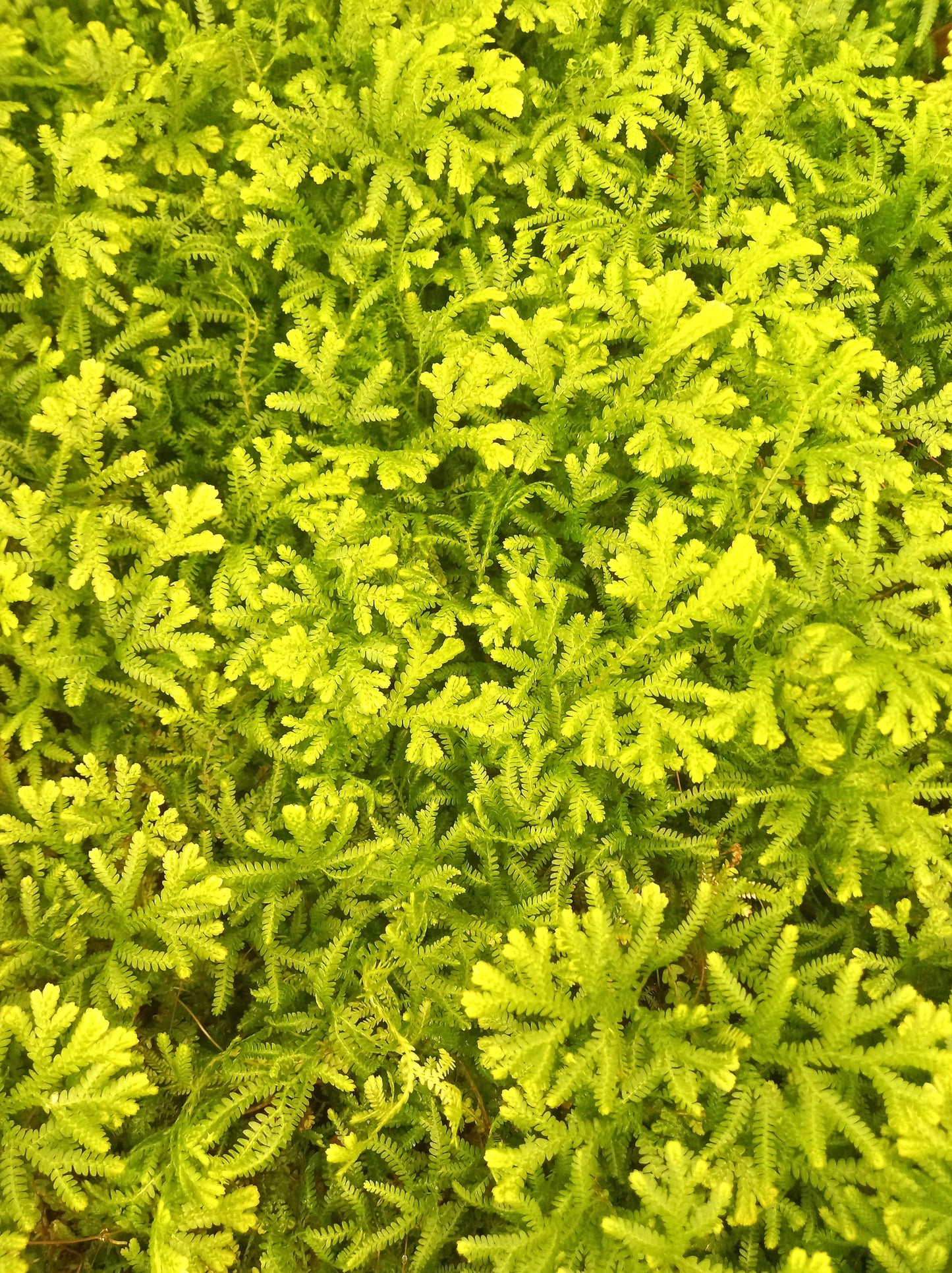 Golden Club Moss