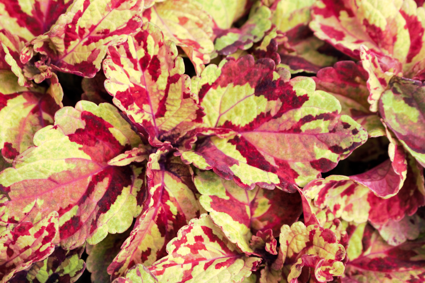 Coleus