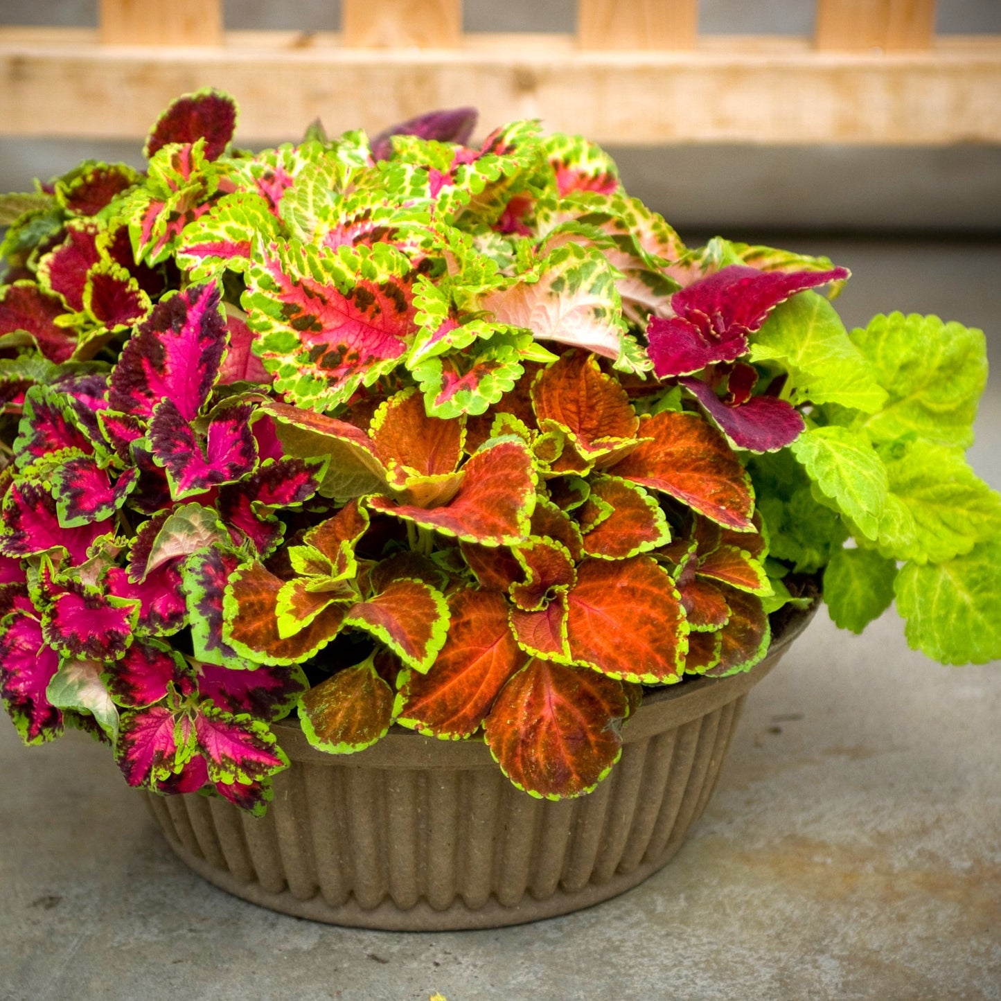 Coleus