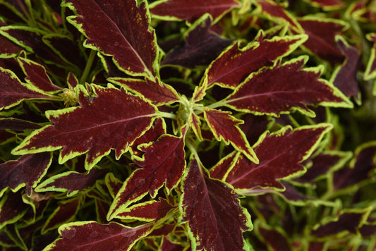 Serrano Flamethrower Coleus