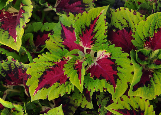 Kong Rose Coleus