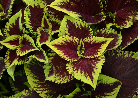 Kong Scarlet Coleus