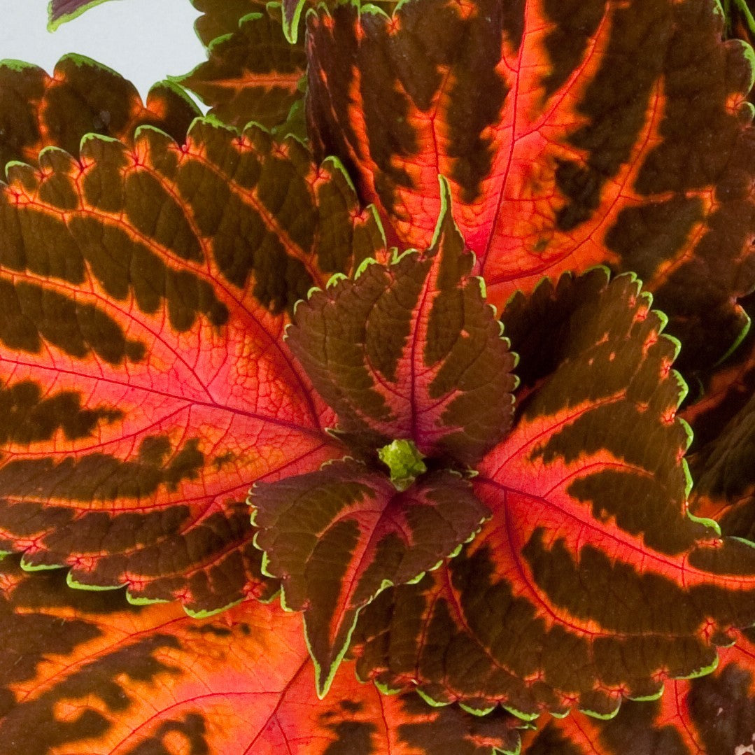 Coleus