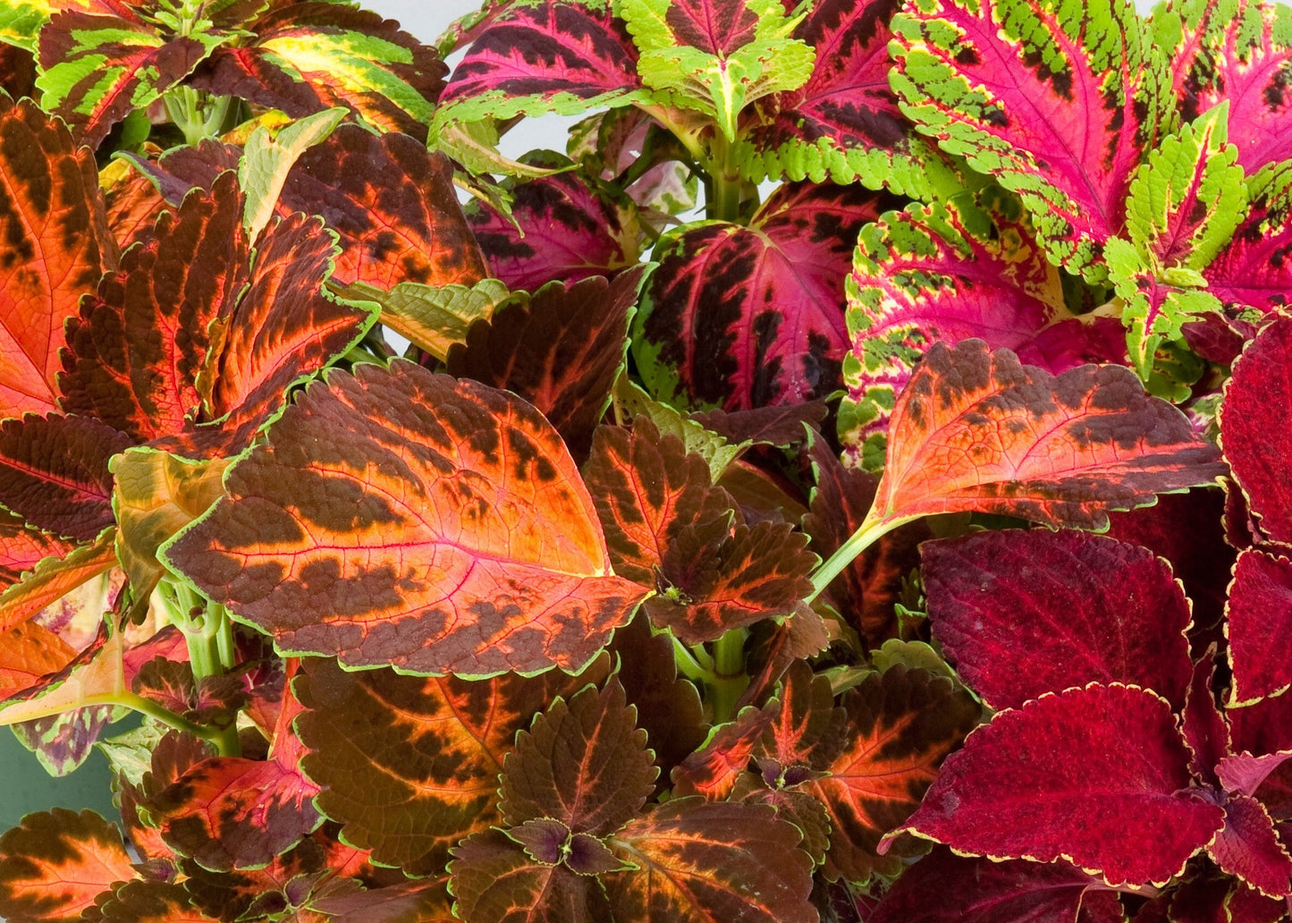 Rainbow Mix Coleus