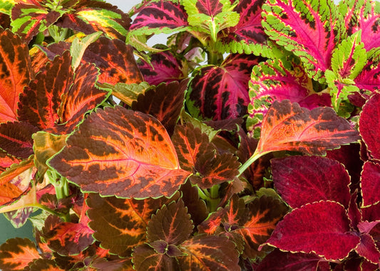 Rainbow Mix Coleus