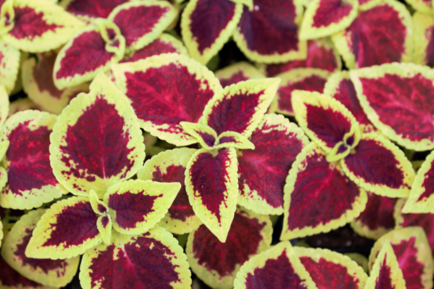 Coleus