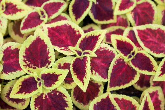 Wizard Scarlet Coleus