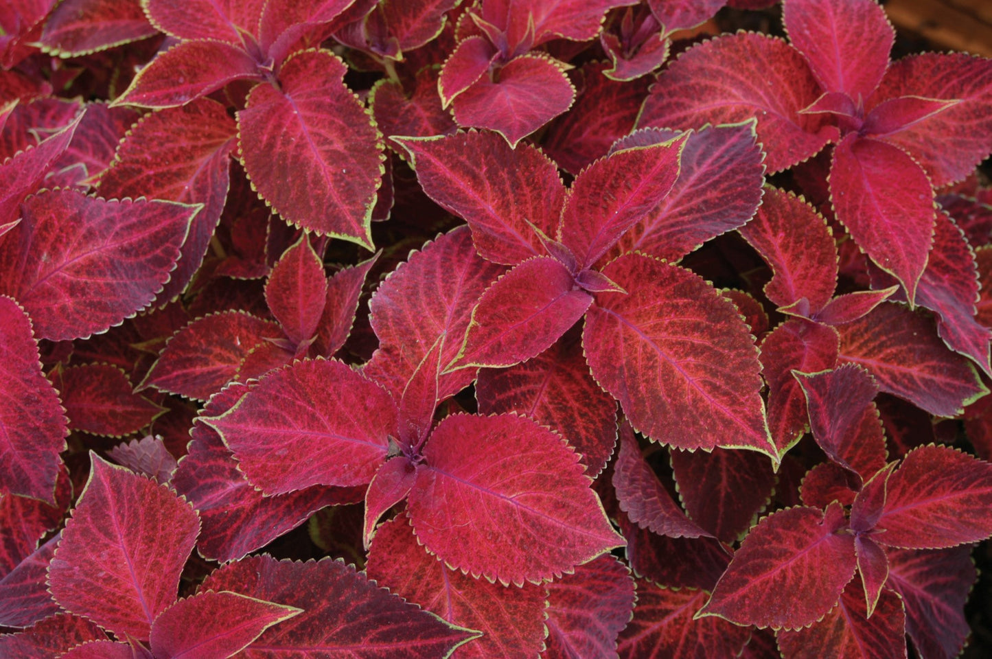 Coleus