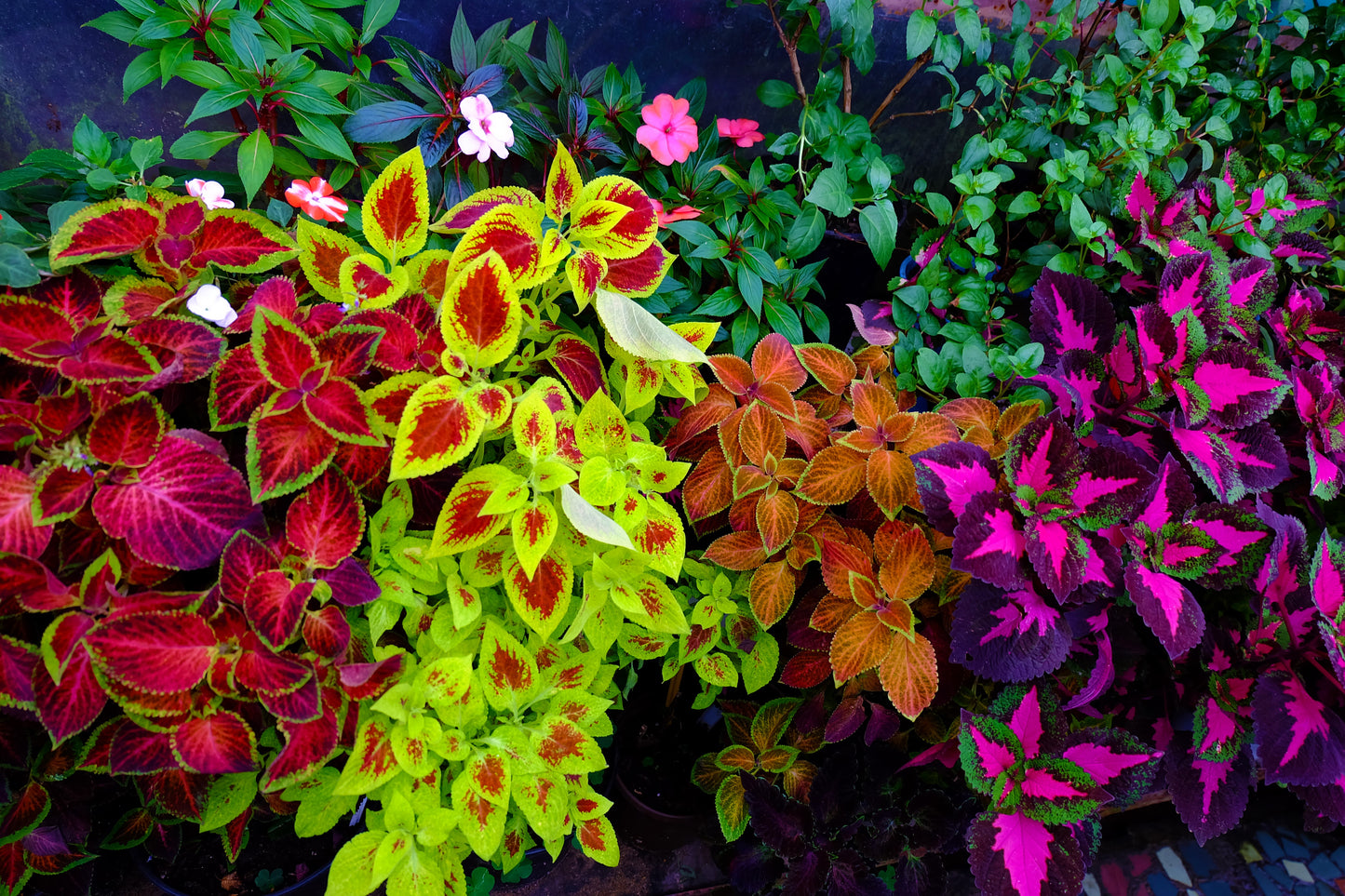 Assorted Coleus