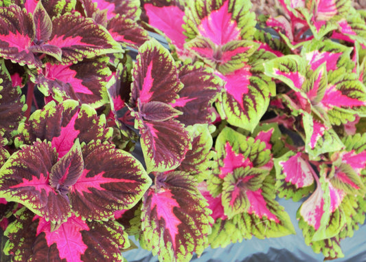Kong Red Coleus