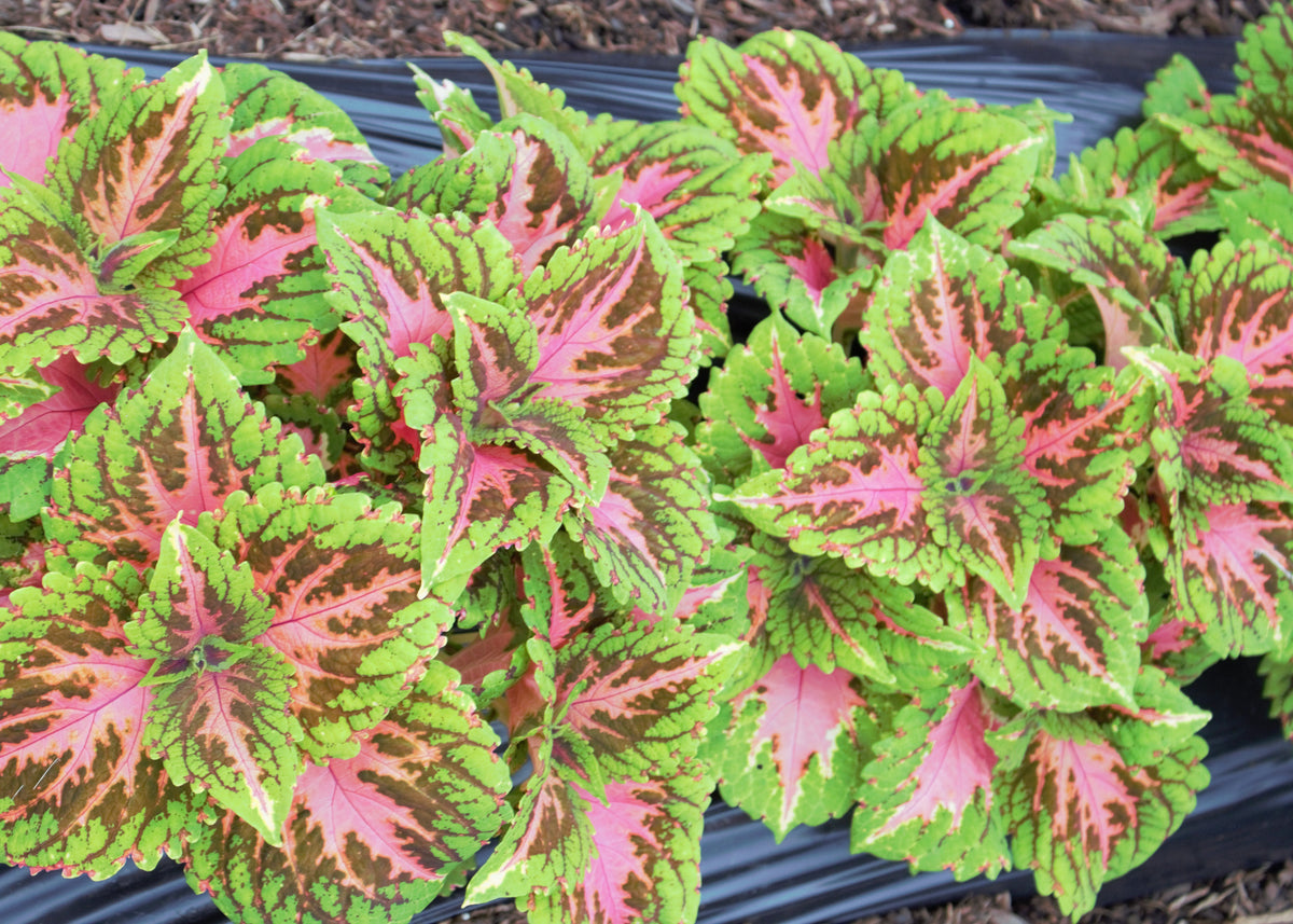 Kong Salmon Pink Coleus