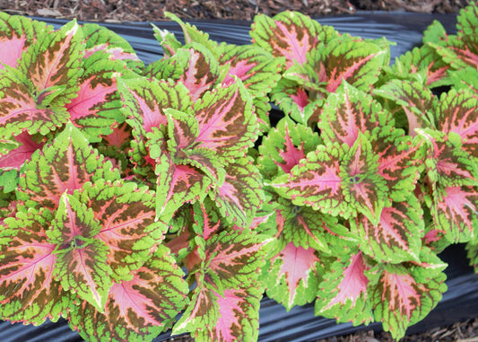 Kong Salmon Pink Coleus