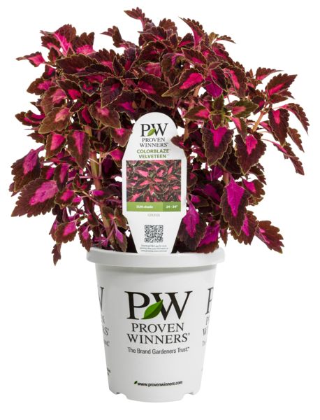 ColorBlaze Velveteen Coleus