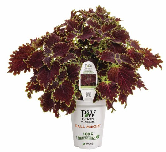 Wicked Witch Coleus