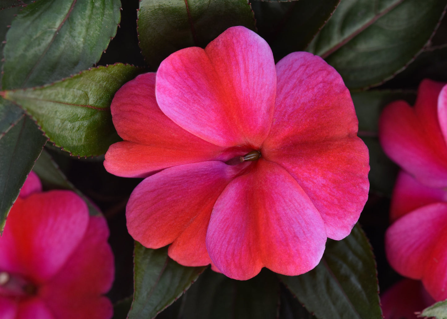 Red Flame New Guinea Impatiens