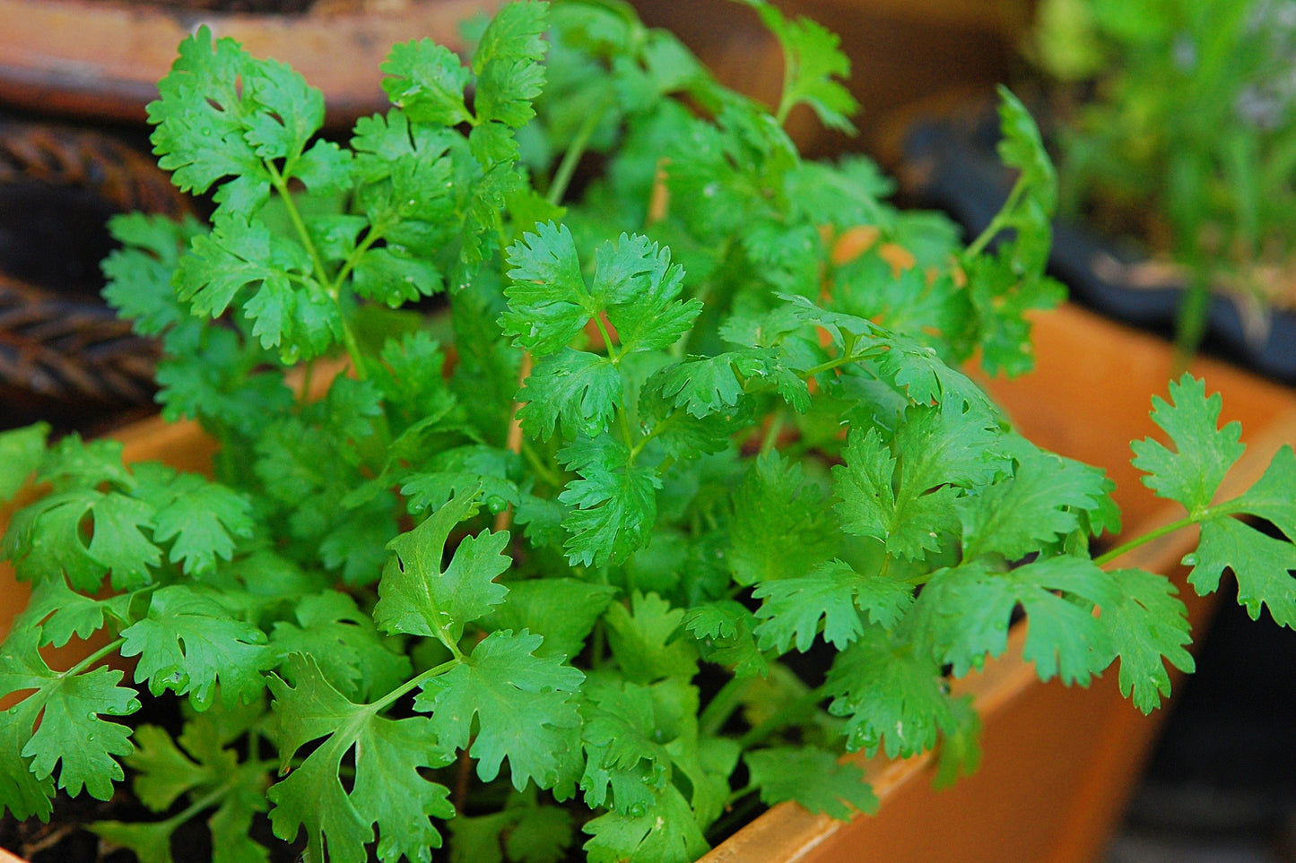 Cilantro Coriander