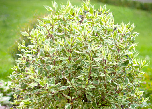 Ivory Halo® Dogwood