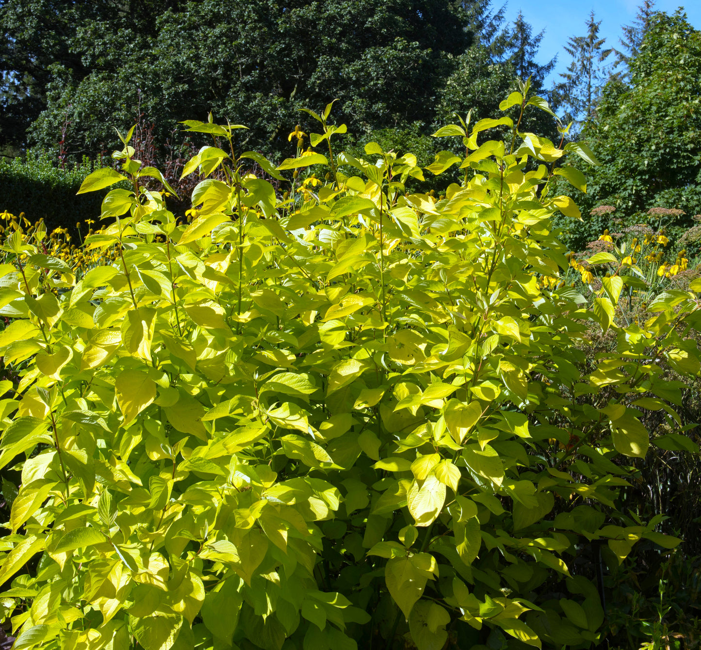 Dogwood Neon Burst