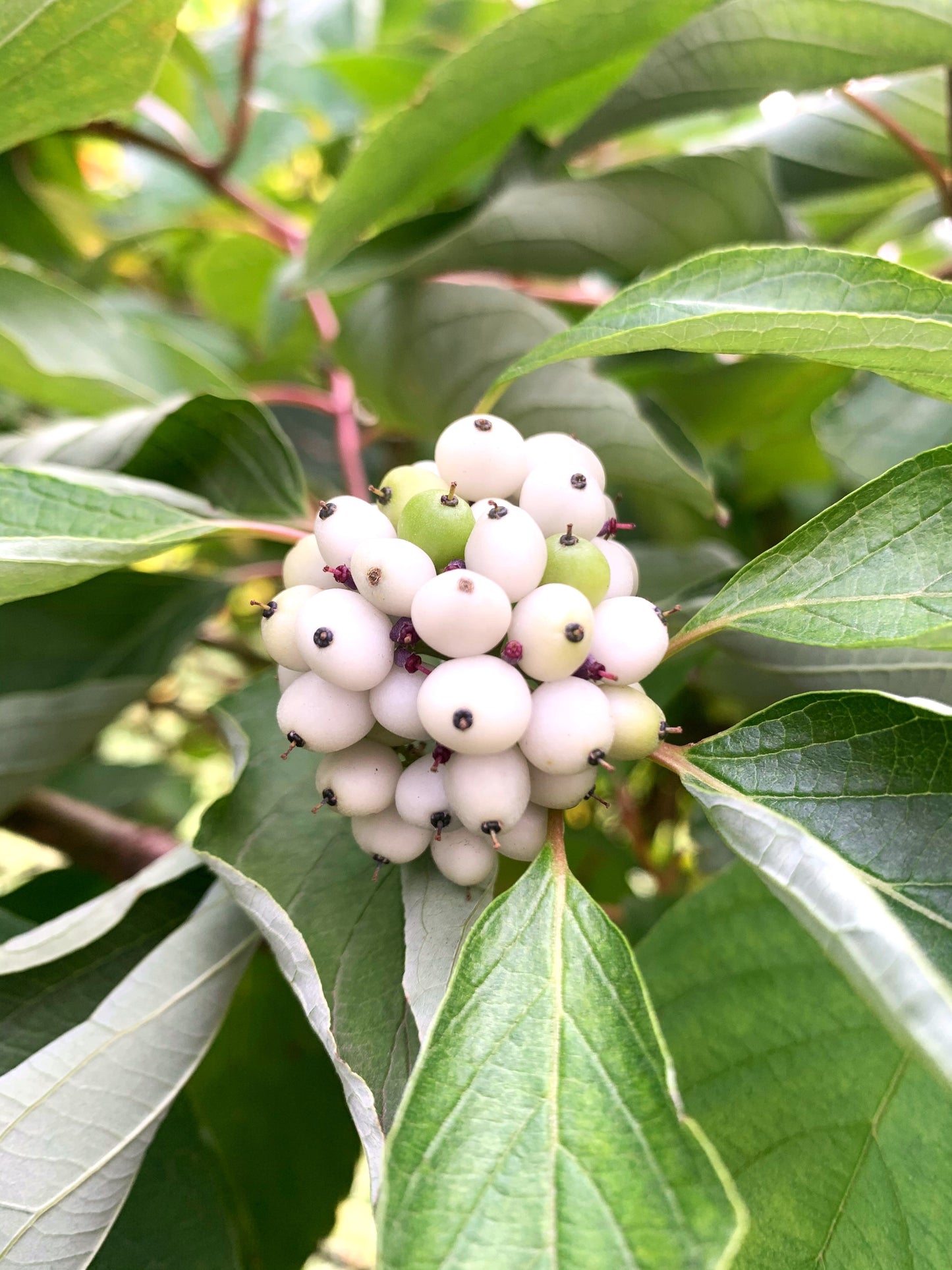 Gray Dogwood