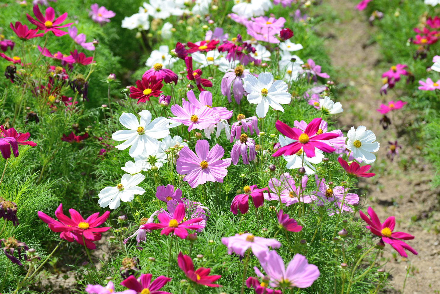 Cosmos