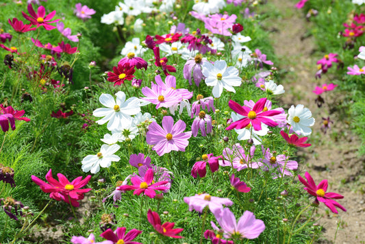 Cosmos