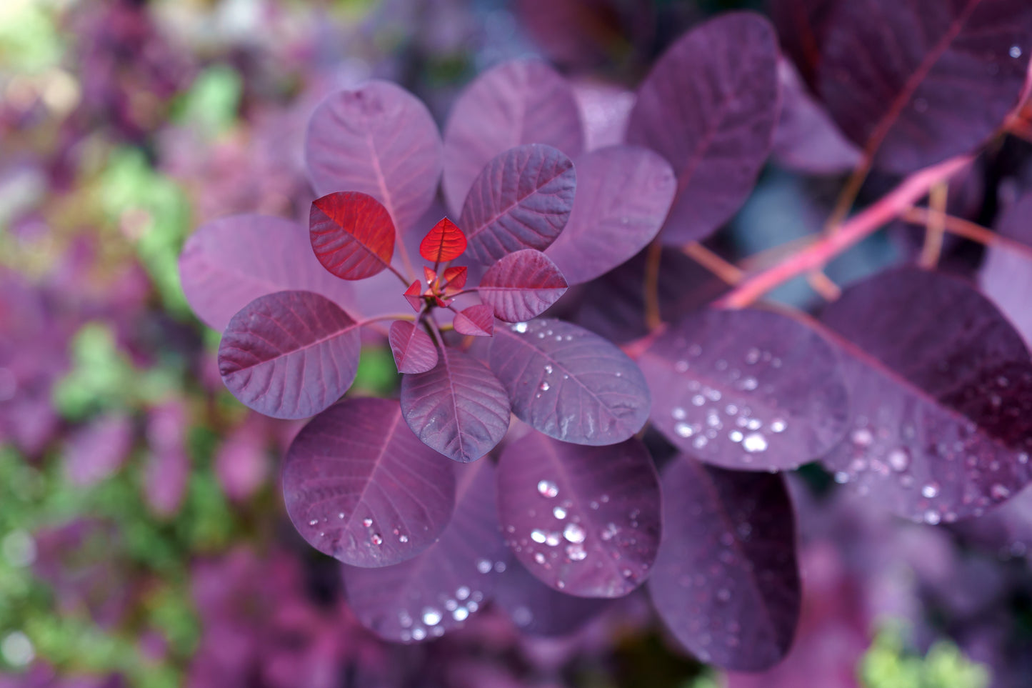 Royal Purple Smokebush