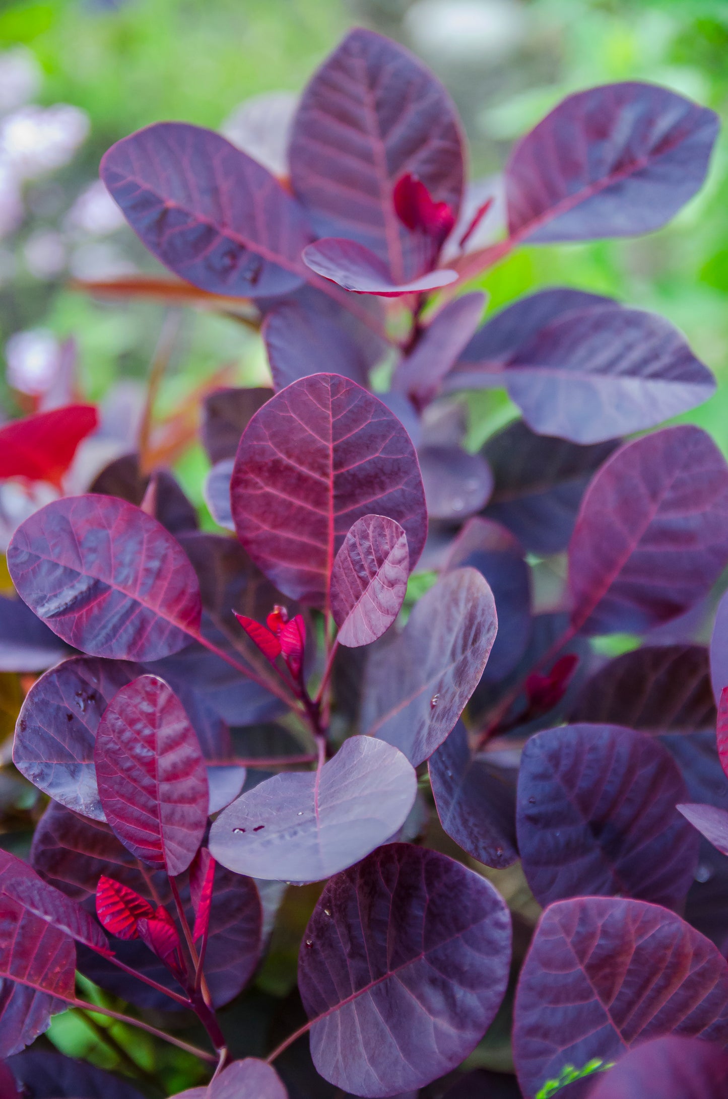 Smoke Tree Velveteeny