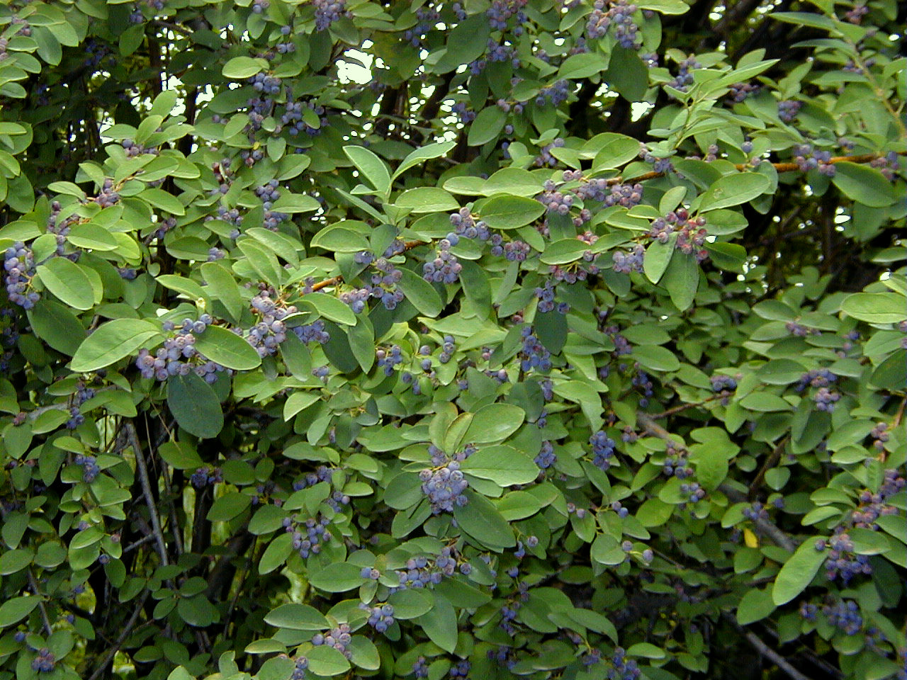 Peking Cotoneaster