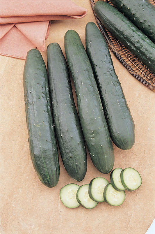 Burpless Supreme Cucumber