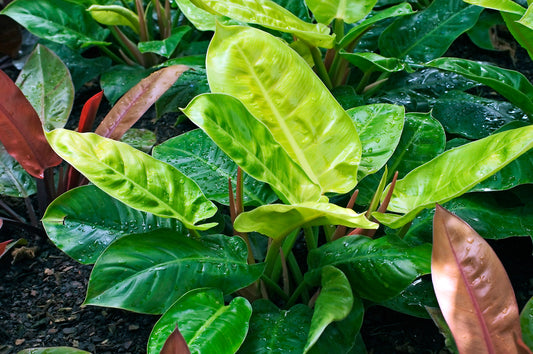 Moonlight Philodendron