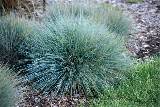 Blue Select Blue Fescue