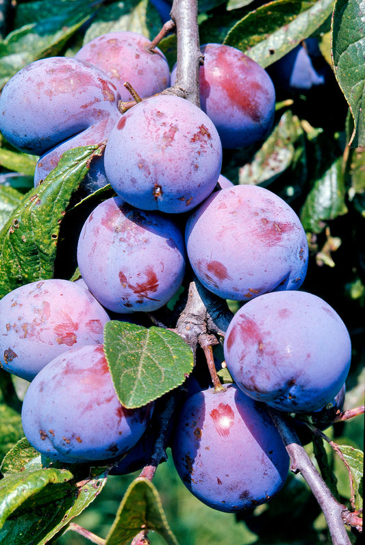 Prunus domestica 'Italian' Plum