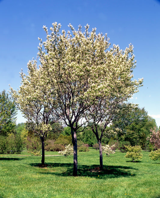 Canadian Serviceberry