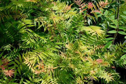 Sem False Spirea