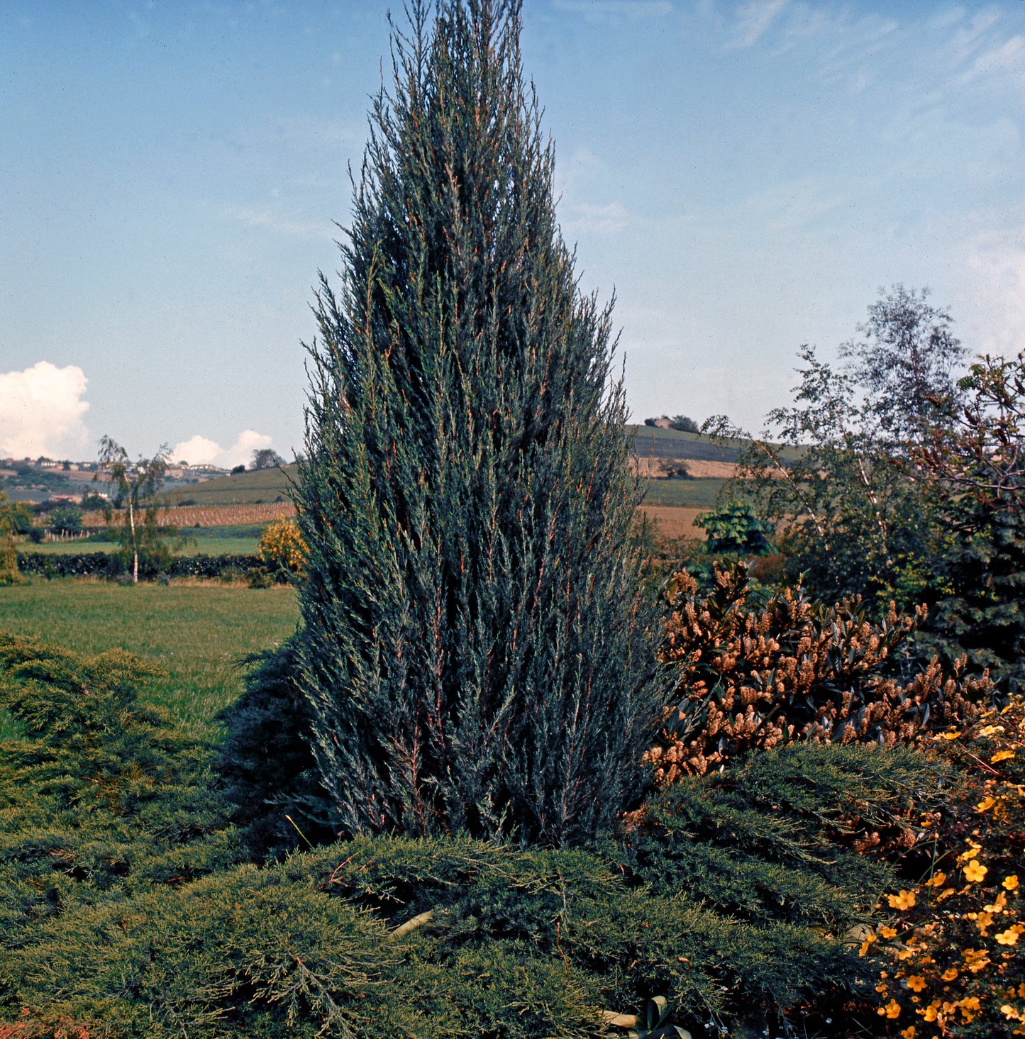 Moonglow Juniper