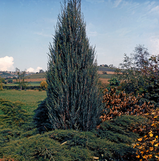 Moonglow Juniper