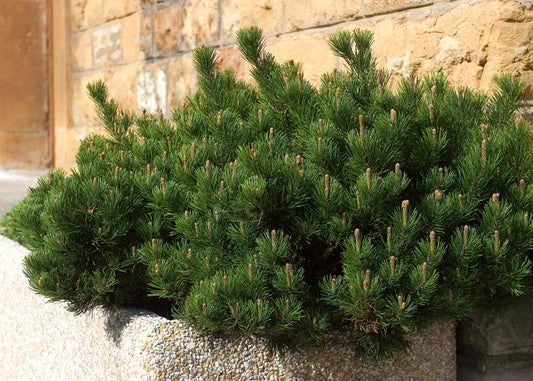 Dwarf Mugo Pine