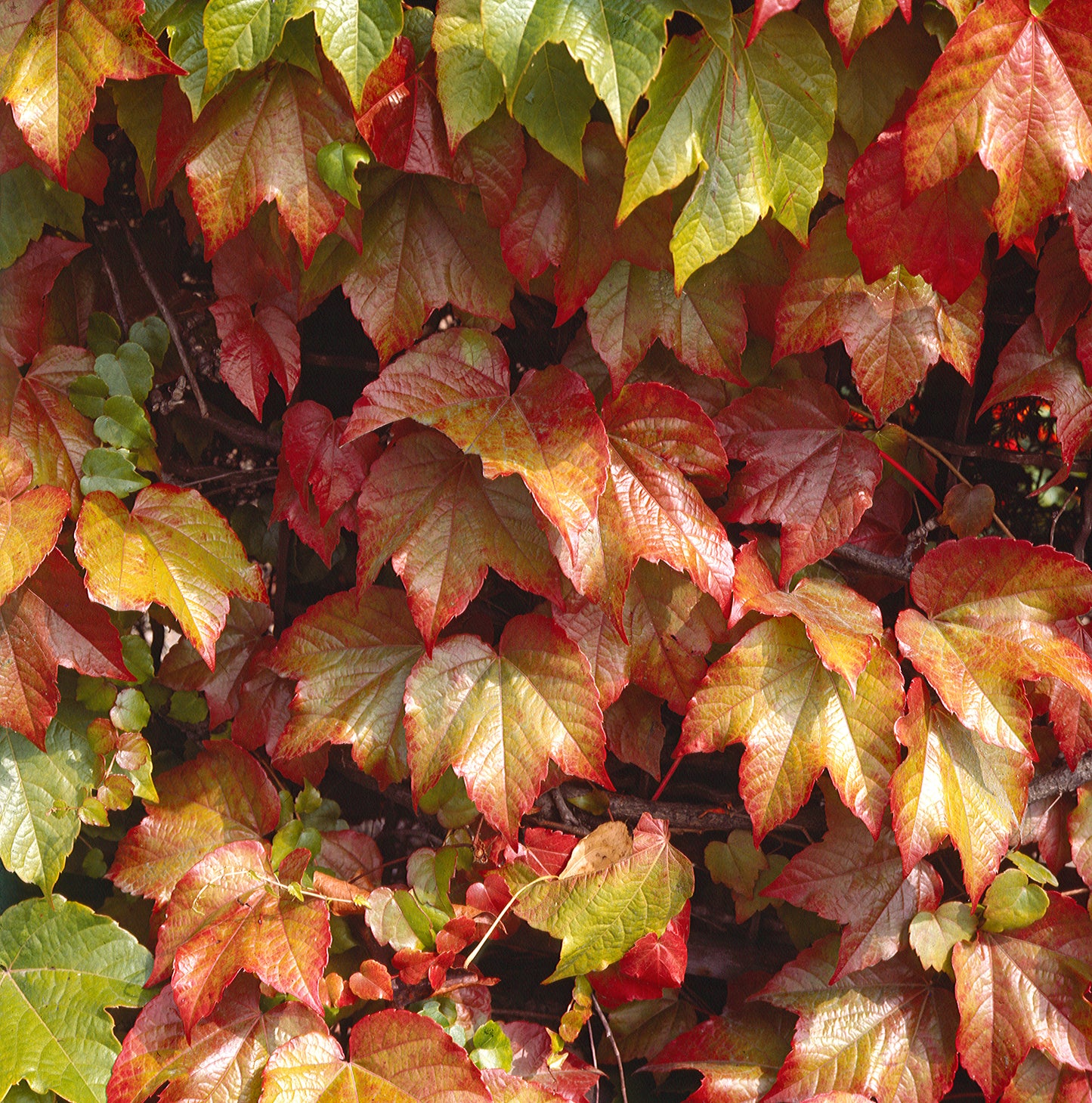 Boston Ivy