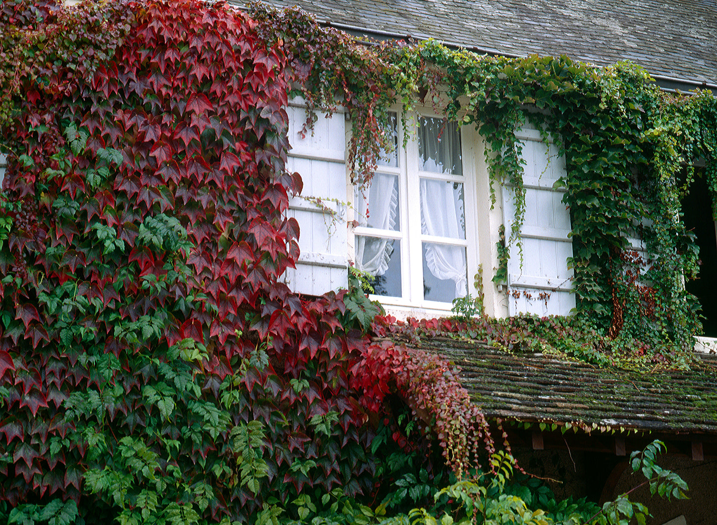 Boston Ivy