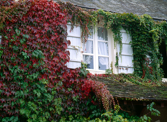 Boston Ivy