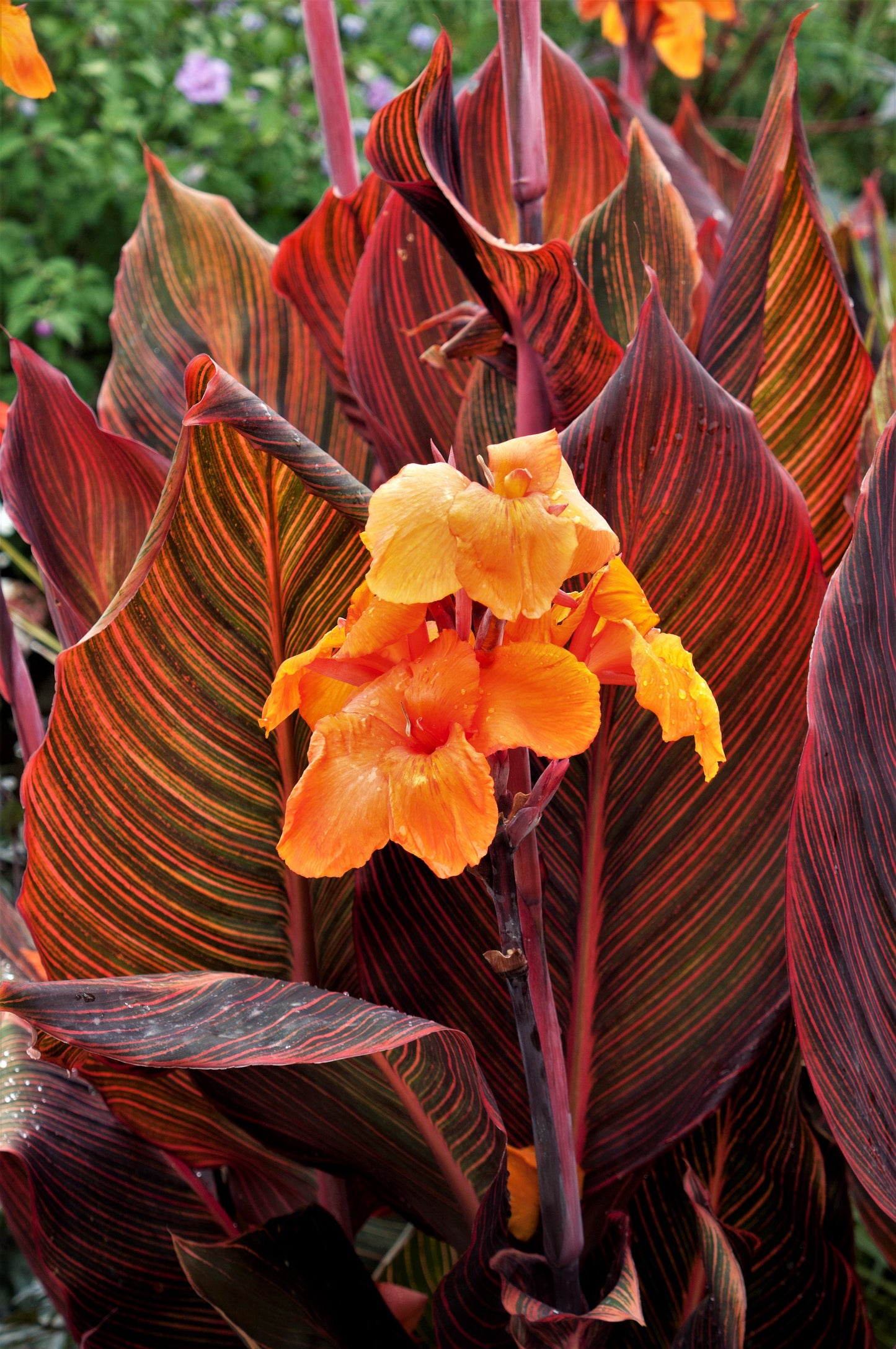 Canna Durban 8"