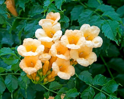 Flava Trumpet Vine