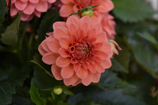 Hypnotica Orange Dahlia