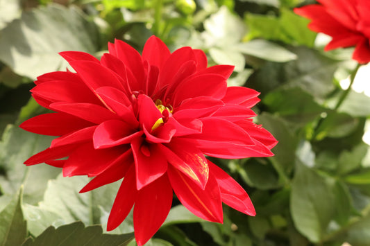 Hypnotica Red Dahlia