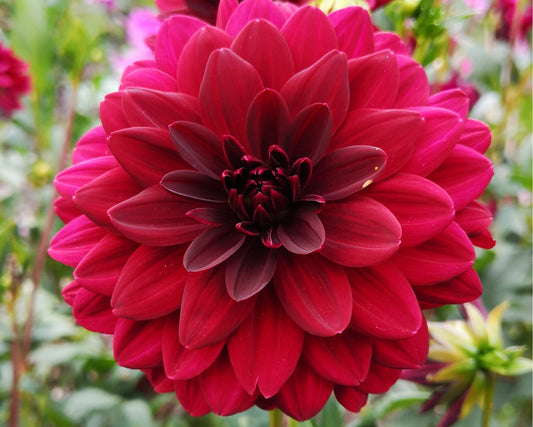 Patio Dinnerplate Garden Wonder Dahlia