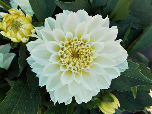 Hypnotica White Dahlia